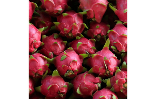 PITAYA