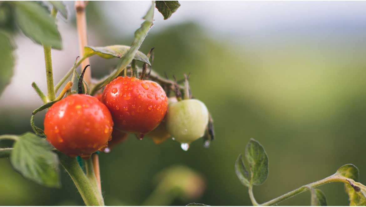 Est-ce que manger bio coûte plus cher ?